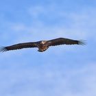 Seeadler, jugendlich, Flugaufnahmen, 2. Anflug