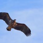 Seeadler, jugendlich,  Überflug