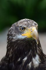 Seeadler Jungtier