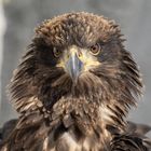 Seeadler-Jungvogel 1