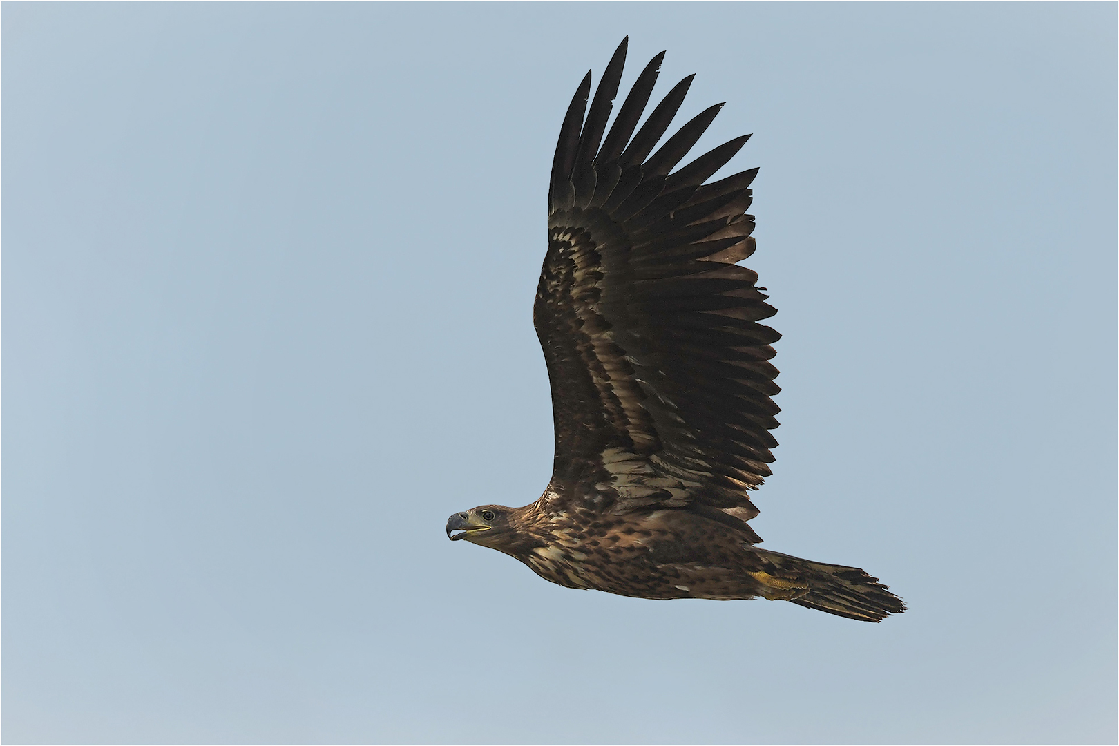 Seeadler - Jungvogel