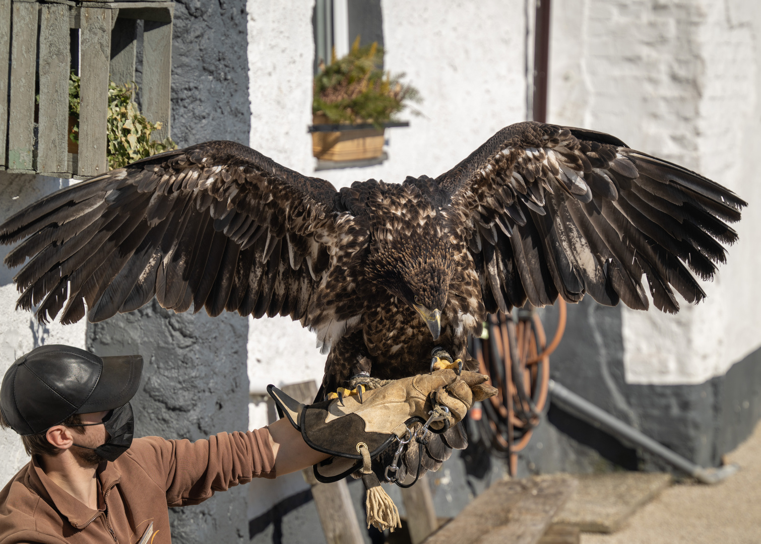 Seeadler-Jungvogel 3