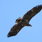 Seeadler Jungvogel