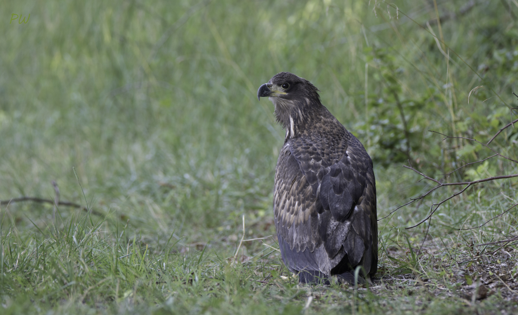 Seeadler Jungvogel