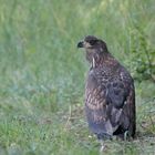 Seeadler Jungvogel