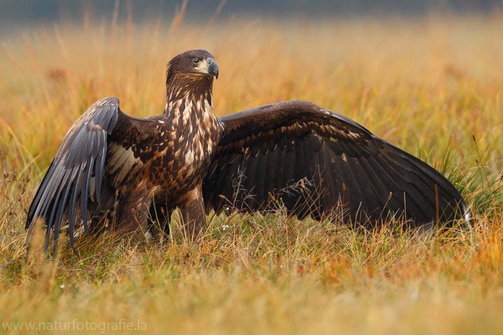 ~ Seeadler - Jungvogel ~