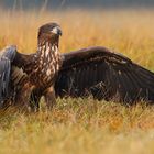 ~ Seeadler - Jungvogel ~