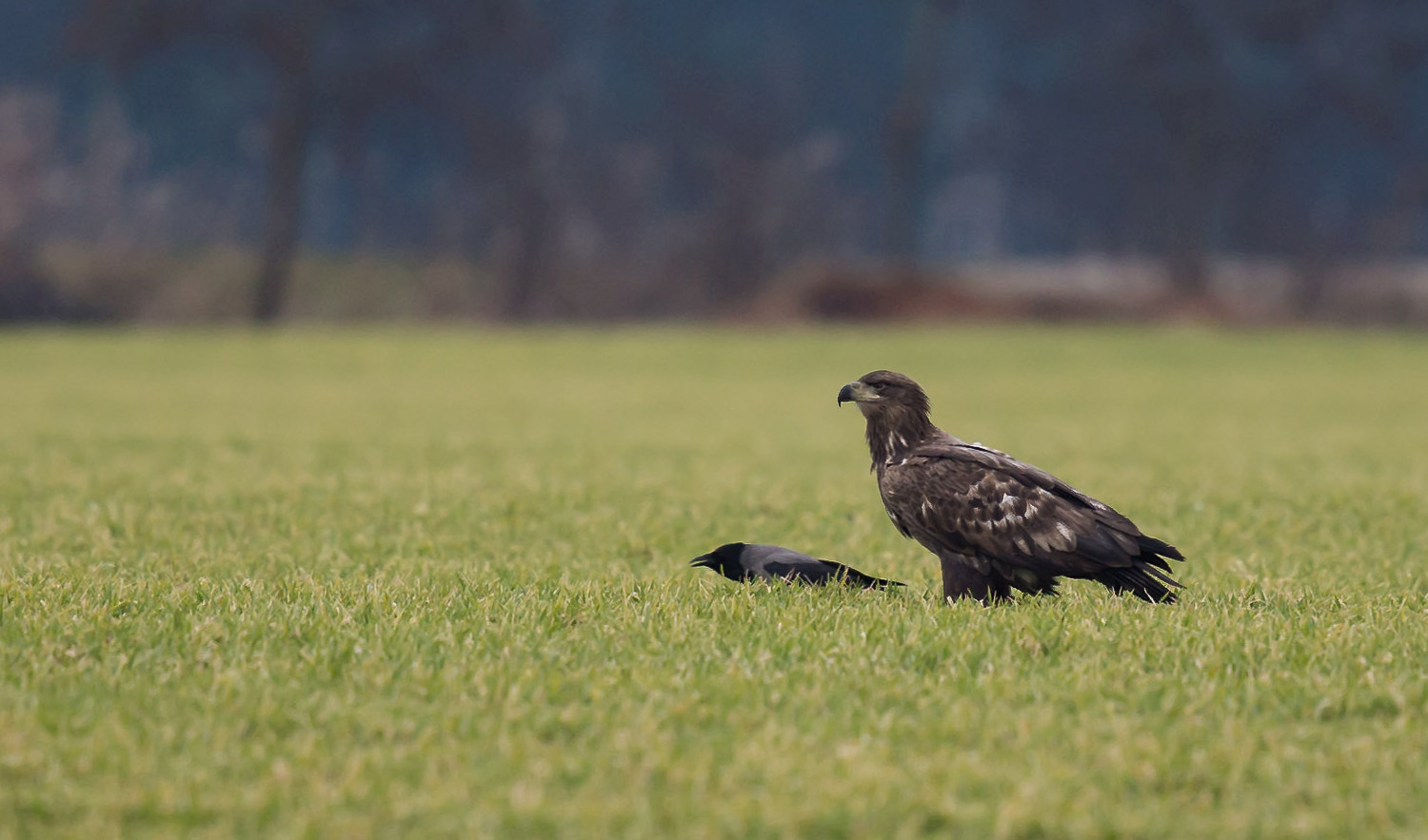 Seeadler juv.