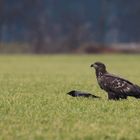 Seeadler juv.