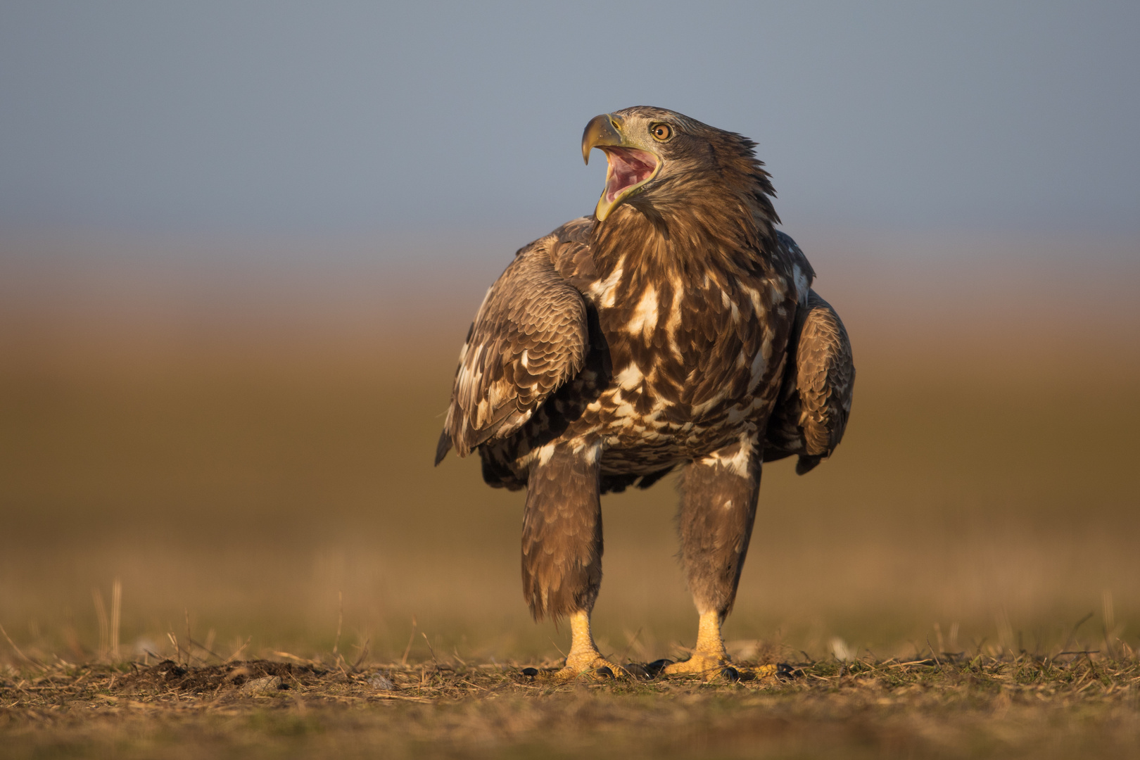 Seeadler juv.