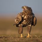 Seeadler juv.