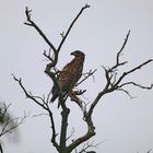 Seeadler juv.