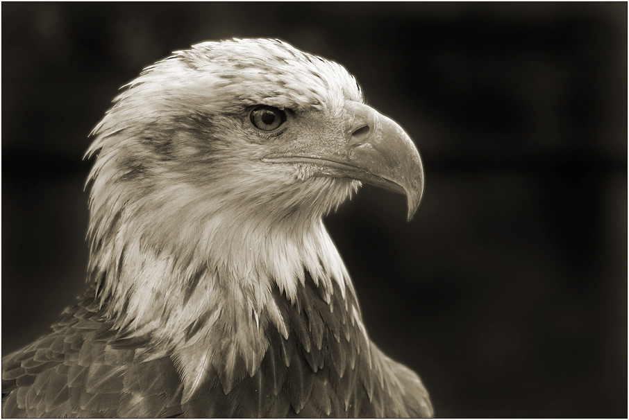 Seeadler, juv. II