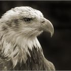 Seeadler, juv. II