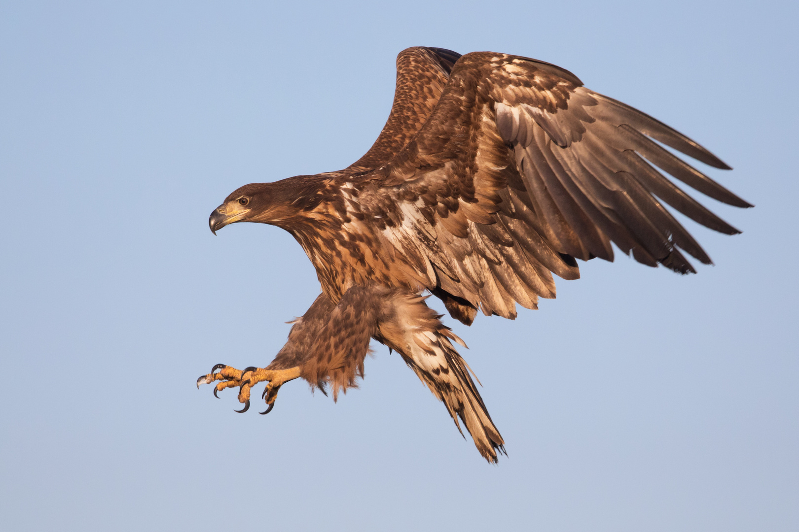 Seeadler juv. im Anflug