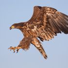 Seeadler juv. im Anflug