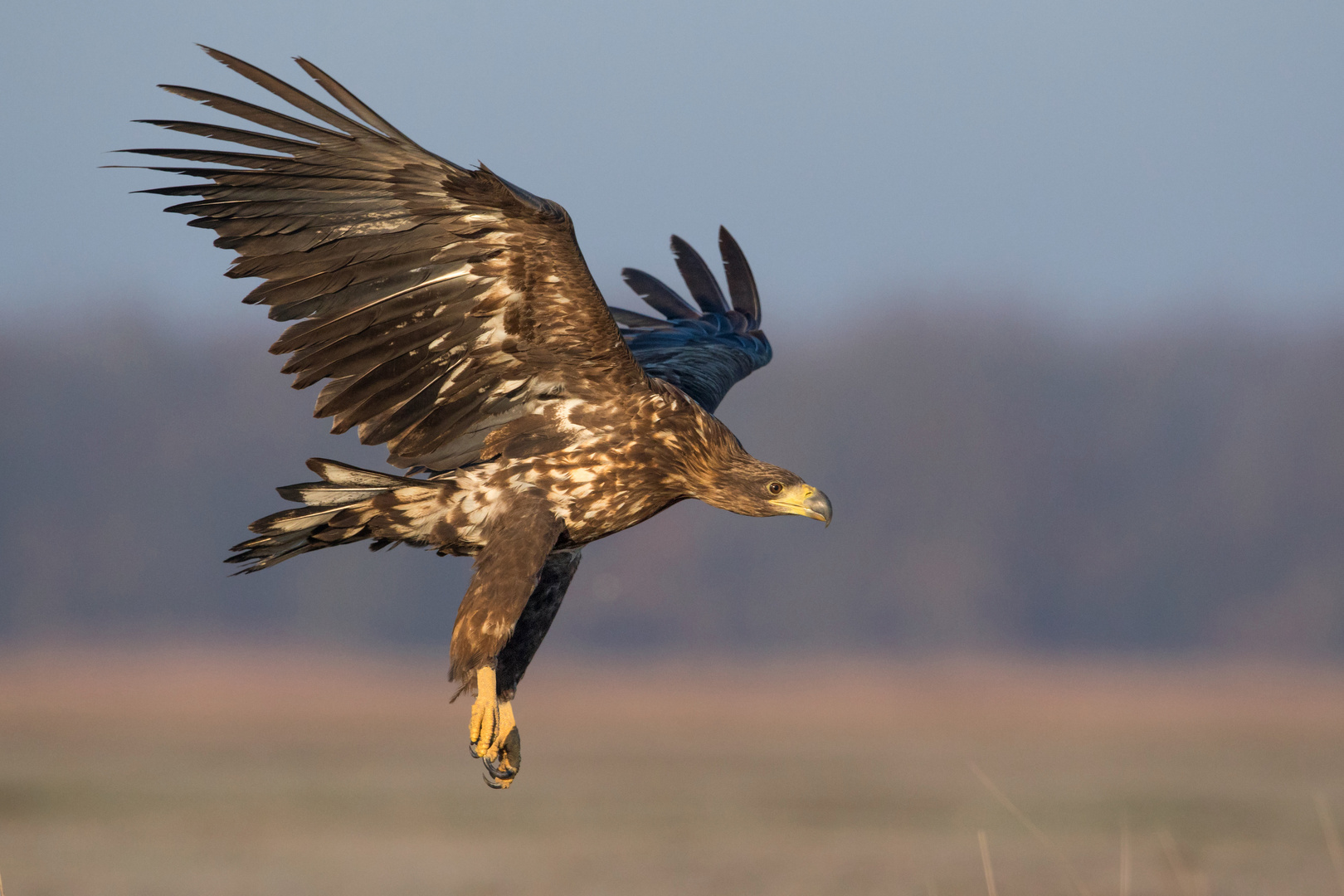 Seeadler juv. im Flug