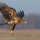 Seeadler juv. im Flug