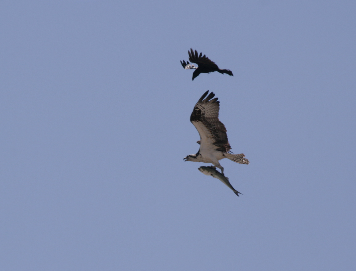 Seeadler kämpft um seinen Fisch