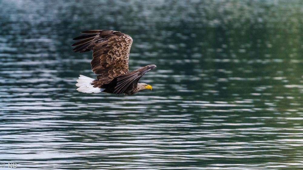 "Seeadler-König der Lüfte"