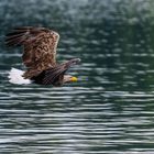 "Seeadler-König der Lüfte"