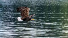 "Seeadler-König der Lüfte"