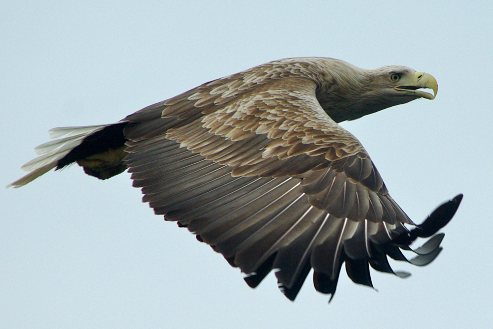 Seeadler - König der Lüfte