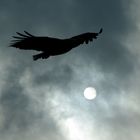 Seeadler - König der Lüfte fliegt aus der Sonne heraus den nächsten Happen an