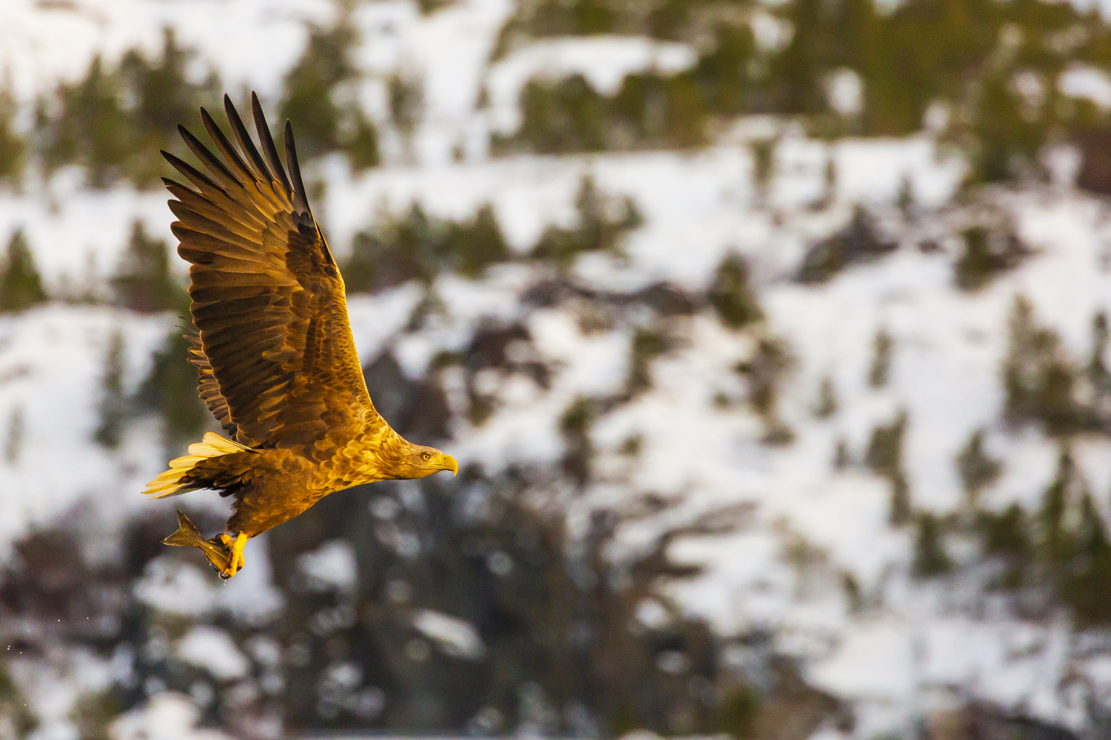 Seeadler können auch mit Schnee 2