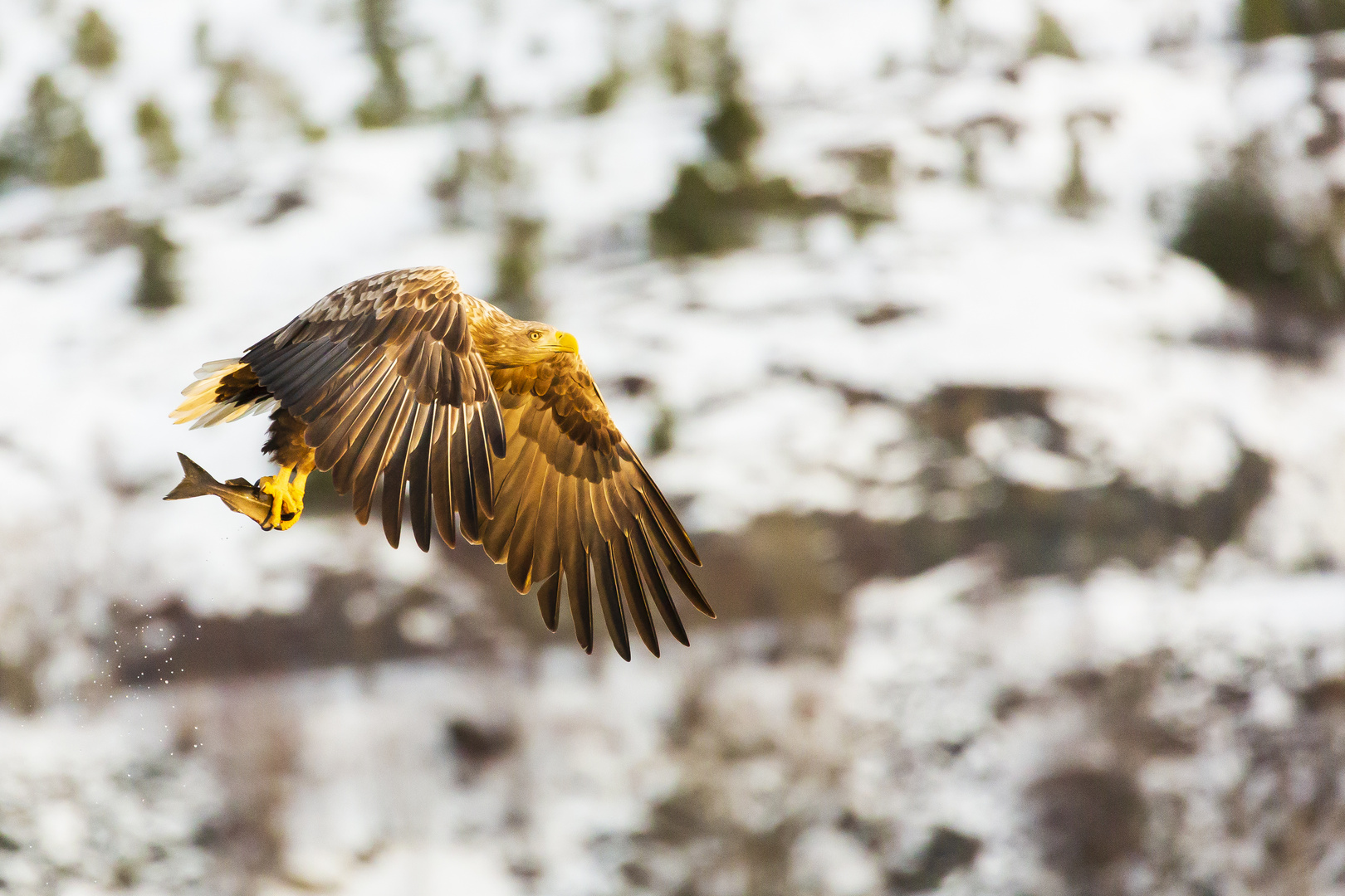 Seeadler können auch mit Schnee