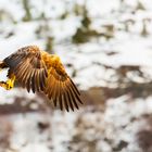 Seeadler können auch mit Schnee