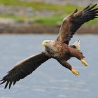 Seeadler, kommt angeschleudert  B0004667