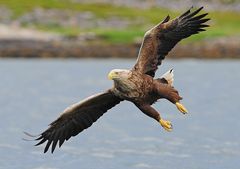 Seeadler, kommt angeschleudert  B0004667