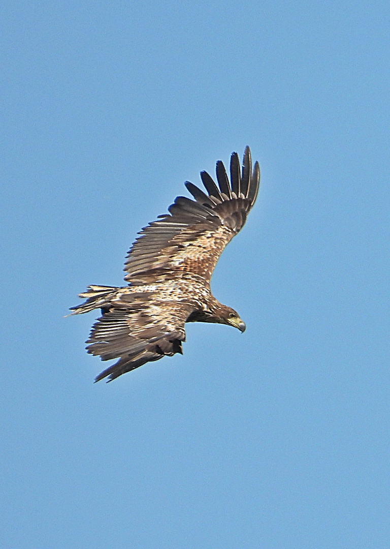 Seeadler-Kontrollflug!