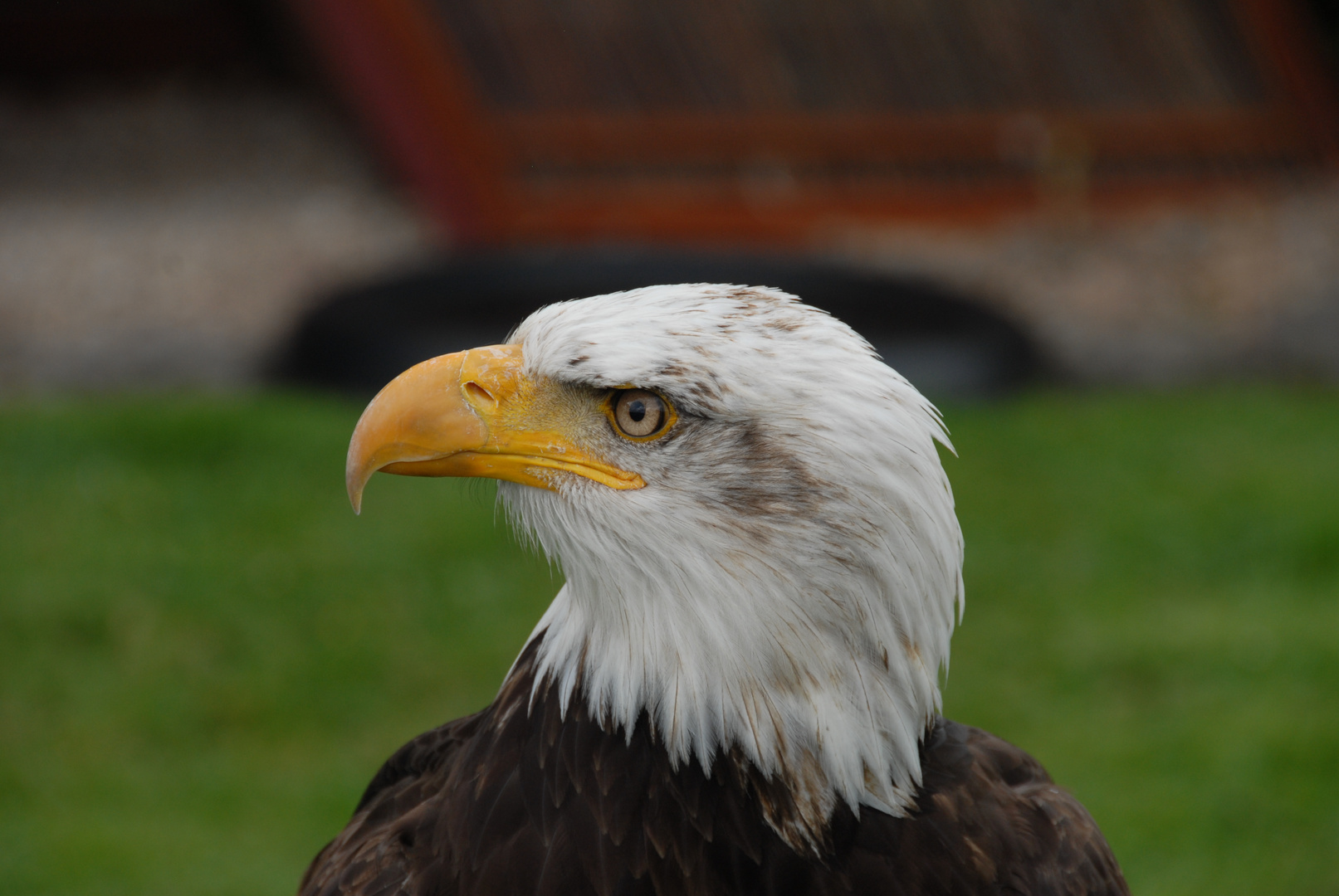 Seeadler Kopf