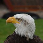 Seeadler Kopf