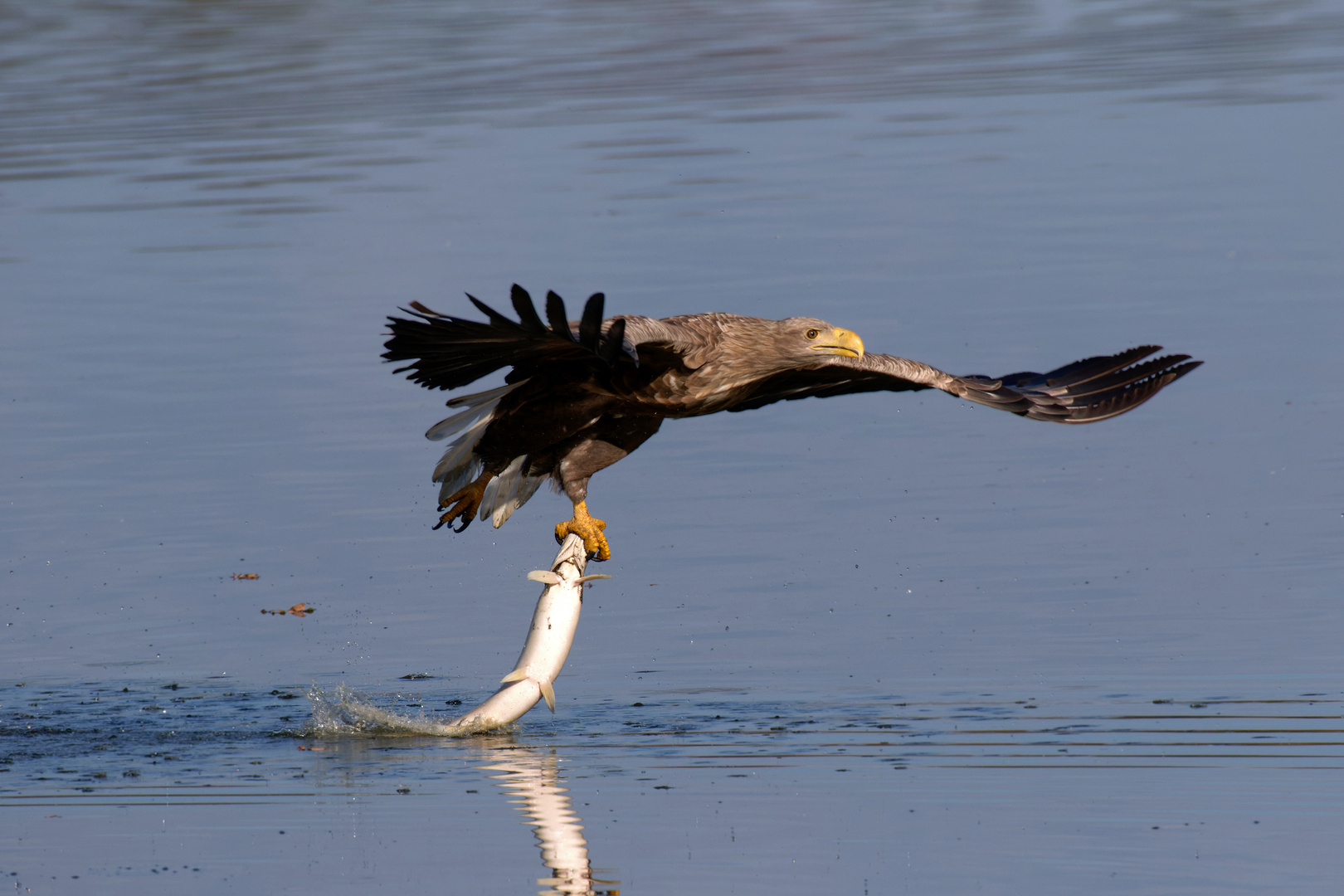   Seeadler - Kraftakt