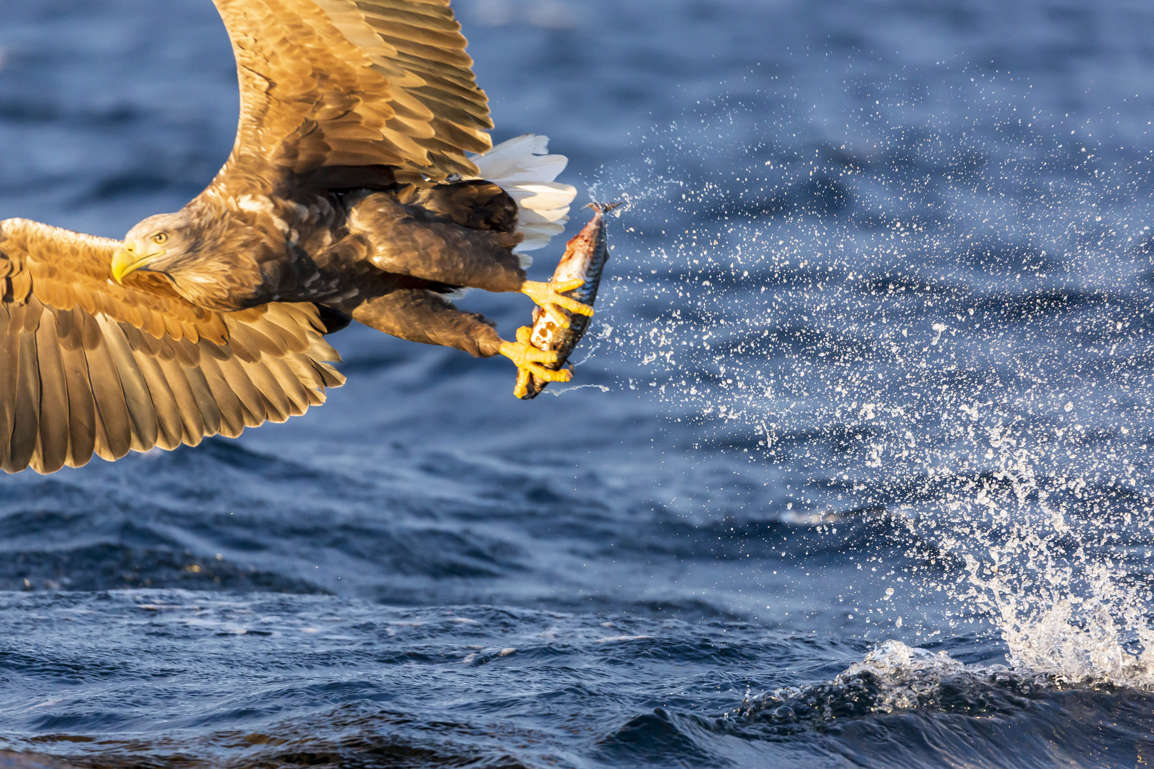 Seeadler Krallen Kraft 