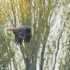 Seeadler kurz nach Sonnenaufgang