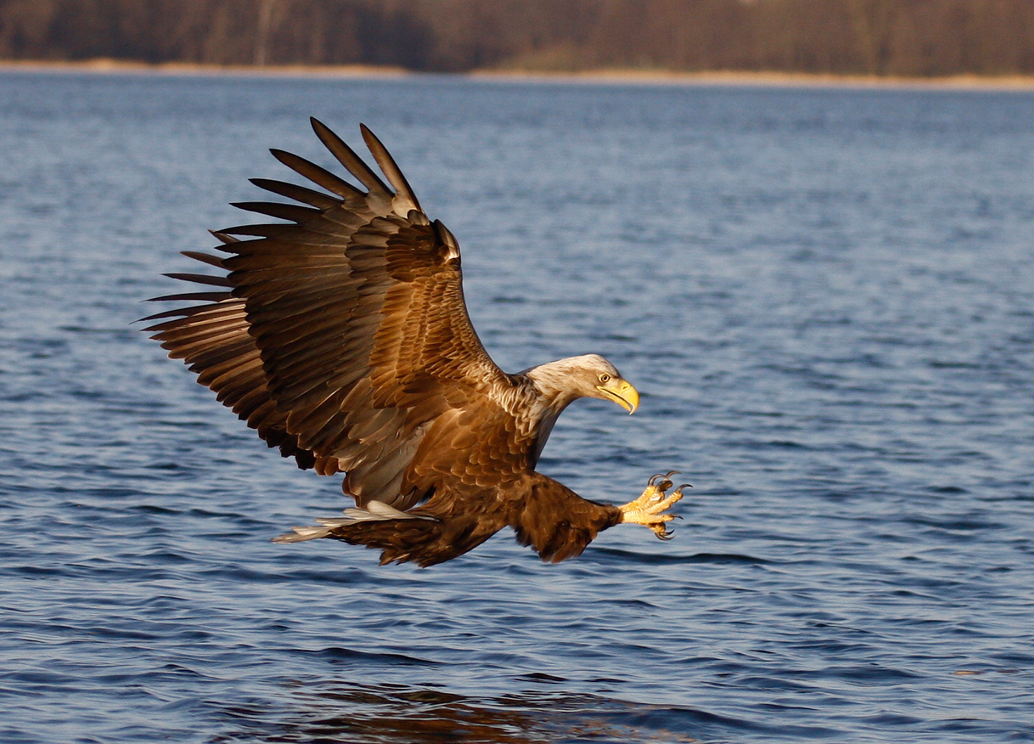 Seeadler kurz vor Beutegriff