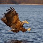 Seeadler kurz vor Beutegriff