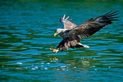 Seeadler kurz vor dem Zugriff