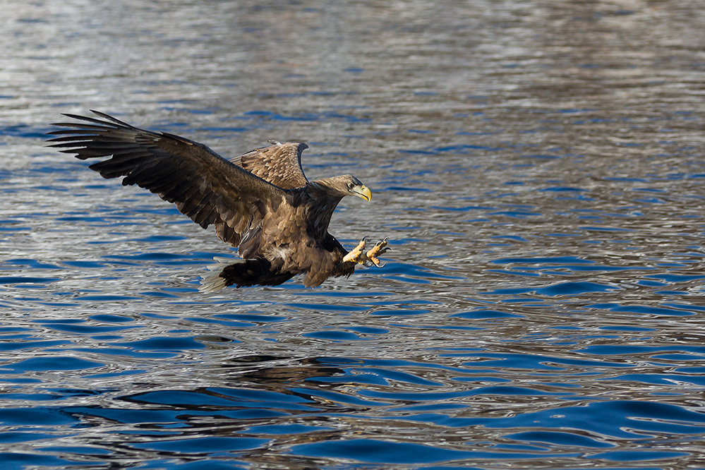 Seeadler kurz vor dem Zugriff