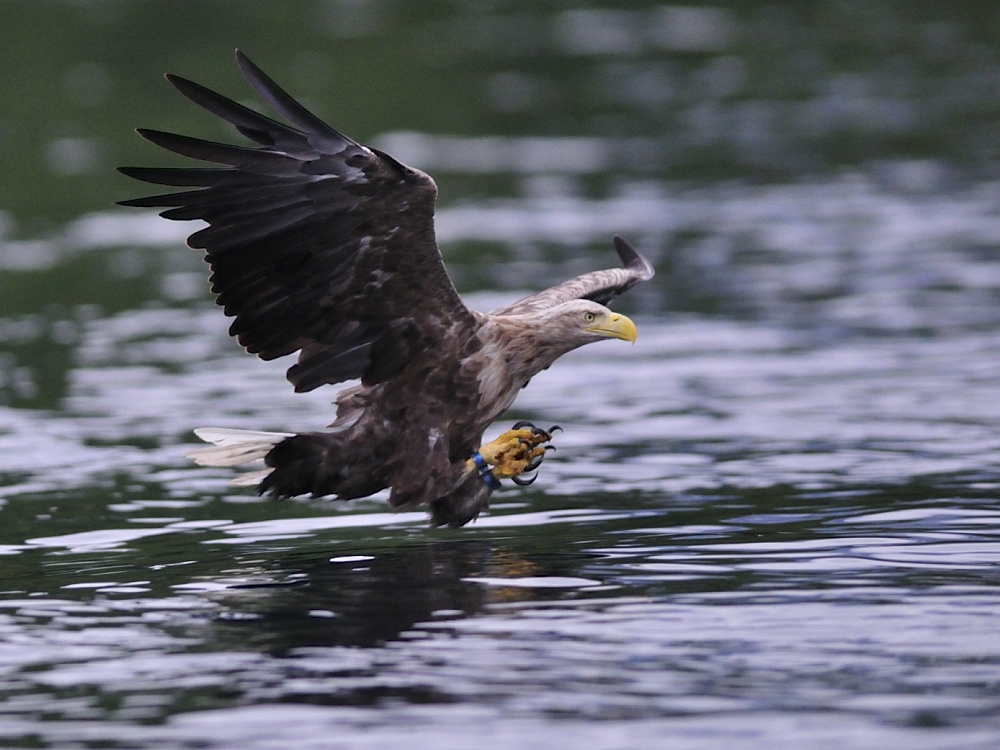 Seeadler kurz vor dem Zugriff