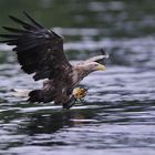 Seeadler kurz vor dem Zugriff