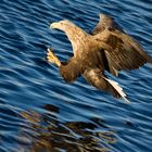 Seeadler kurz vor dem "Zugriff"