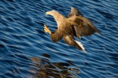 Seeadler kurz vor dem "Zugriff"