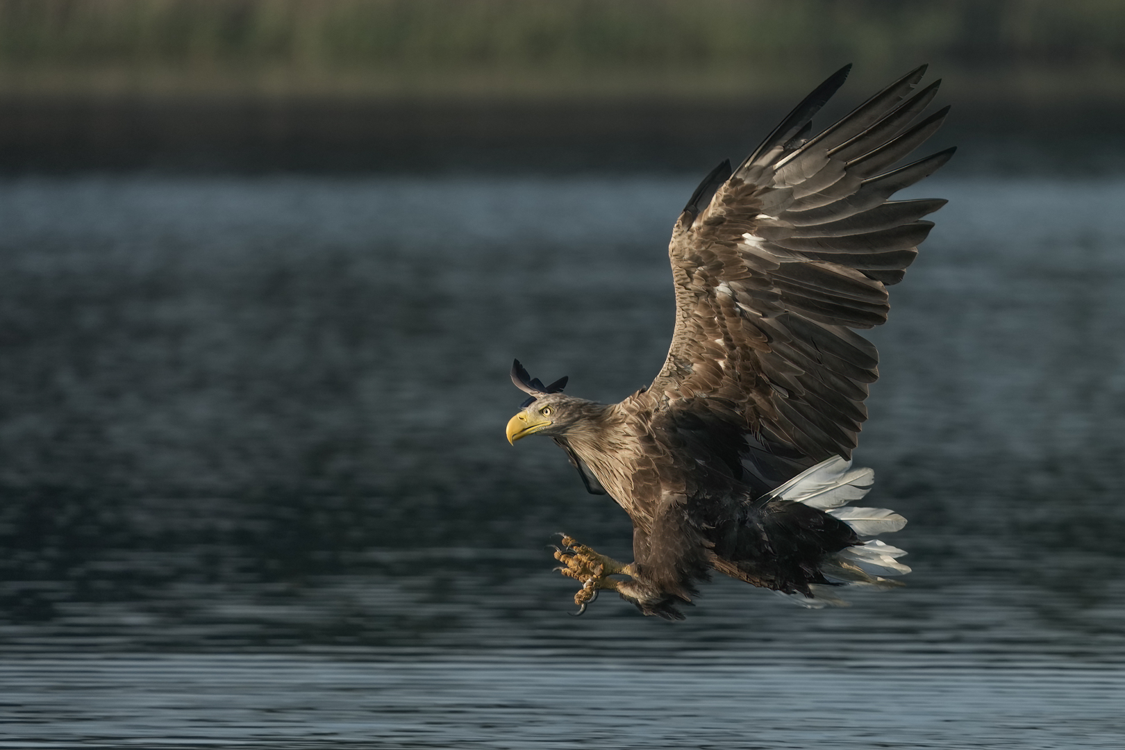 Seeadler kurz vor dem Zugriff