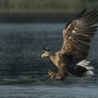 Seeadler kurz vor dem Zugriff