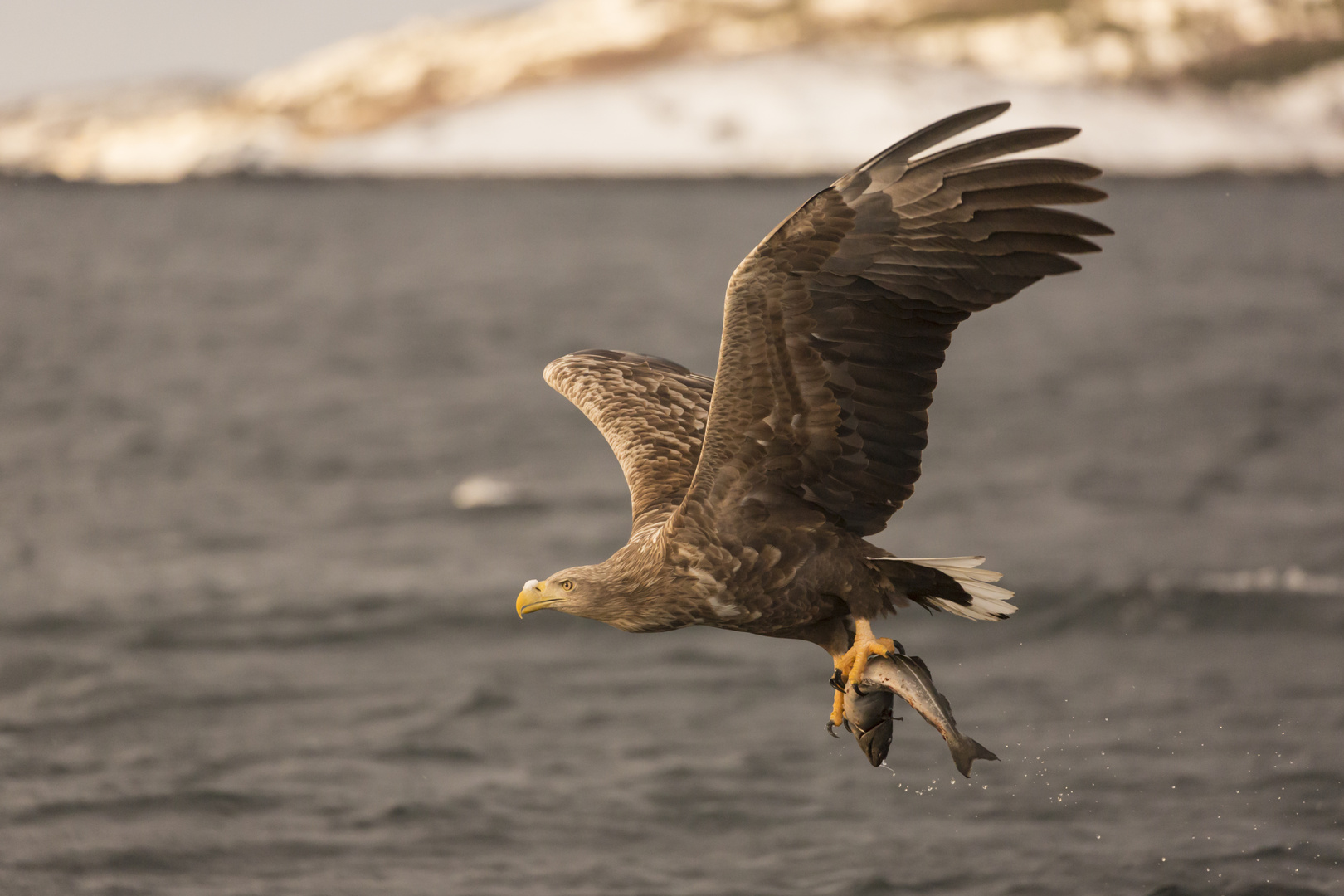 Seeadler Lieblingsspeise Fisch 